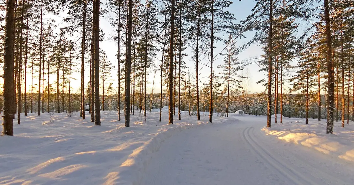 Groomed ski tracks through a pine forest in low sun